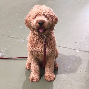 Meet your Posher, Penny